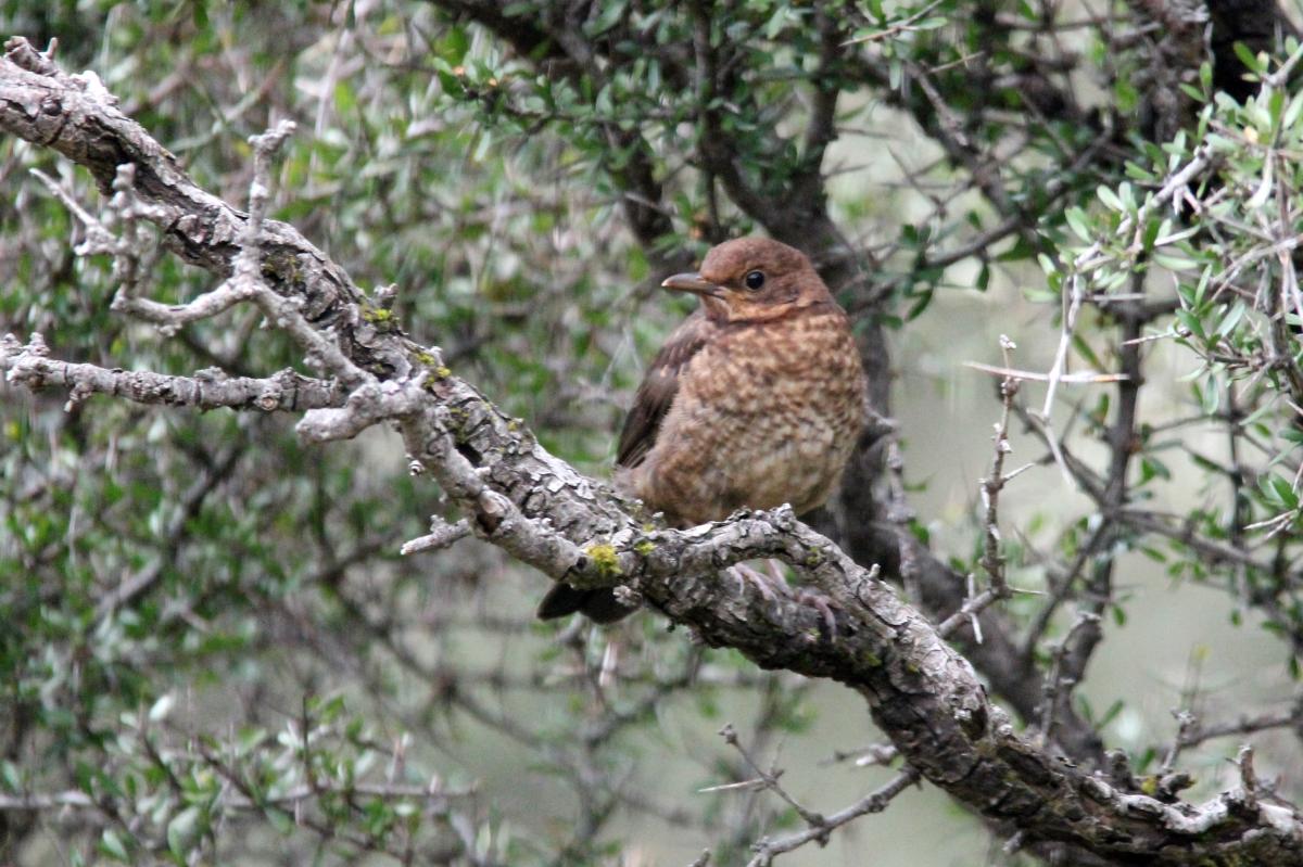 Common Blackbird (Turdus merula)